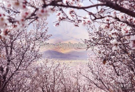 عکس شکوفه های گیلاس ژاپن