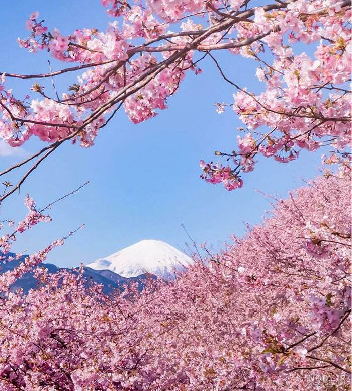 عکس شکوفه های گیلاس ژاپن