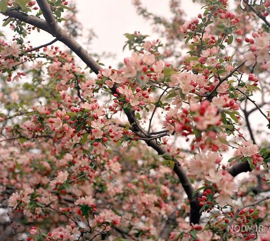 عکس شکوفه گیلاس برای پروفایل