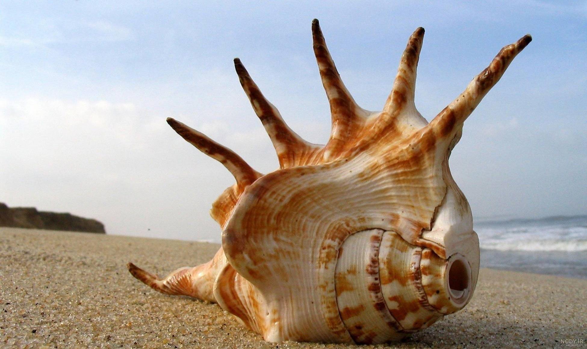 عکس صدف خوراکی عکس صدف خوراکی