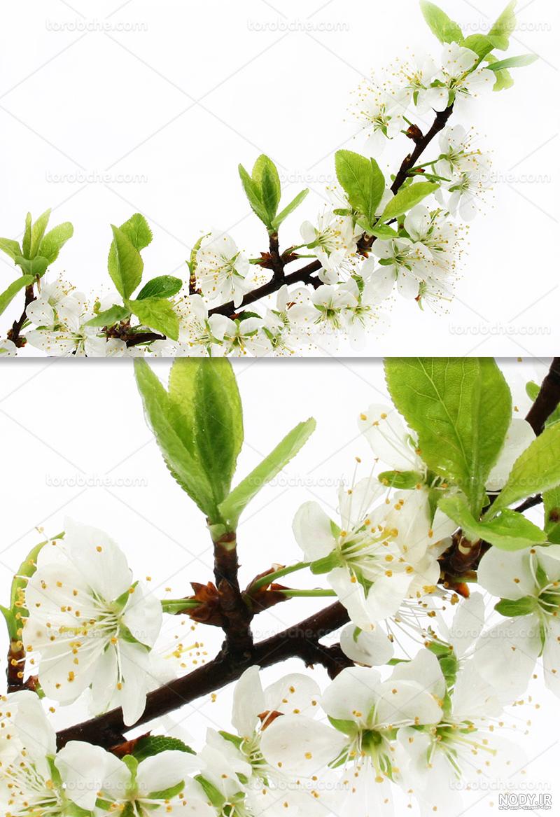 عکس طبیعت بهاری شمال