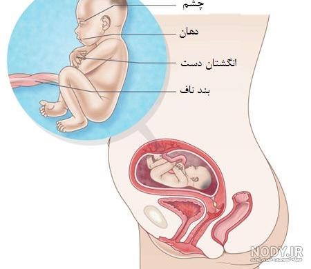 عکس نوزاد پسر چهار ماهه