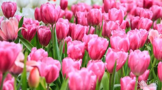 عکس گل با نوشته زیبا