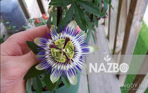 عکس گل ساعتی خشک عکس گل ساعتی خشک
