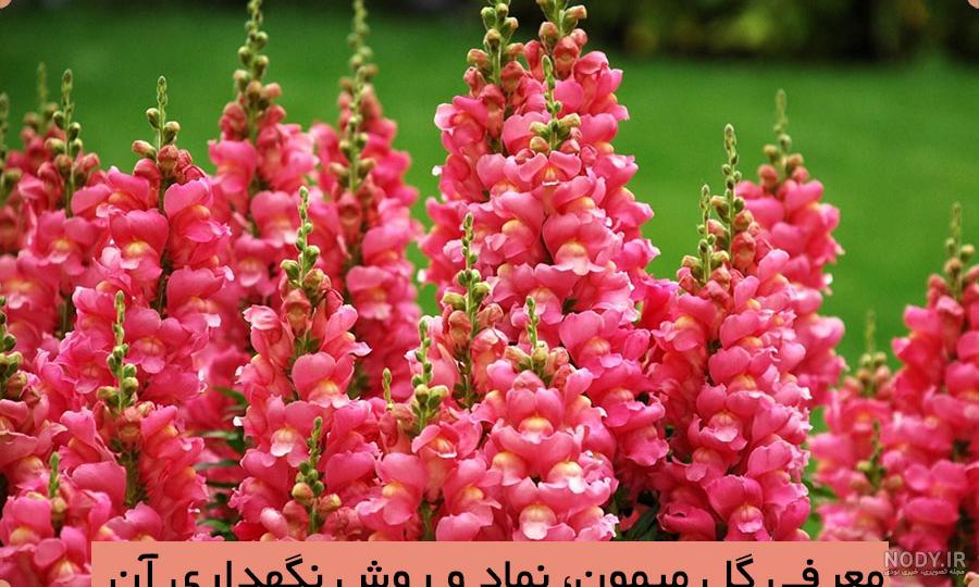 عکس گل میمون
