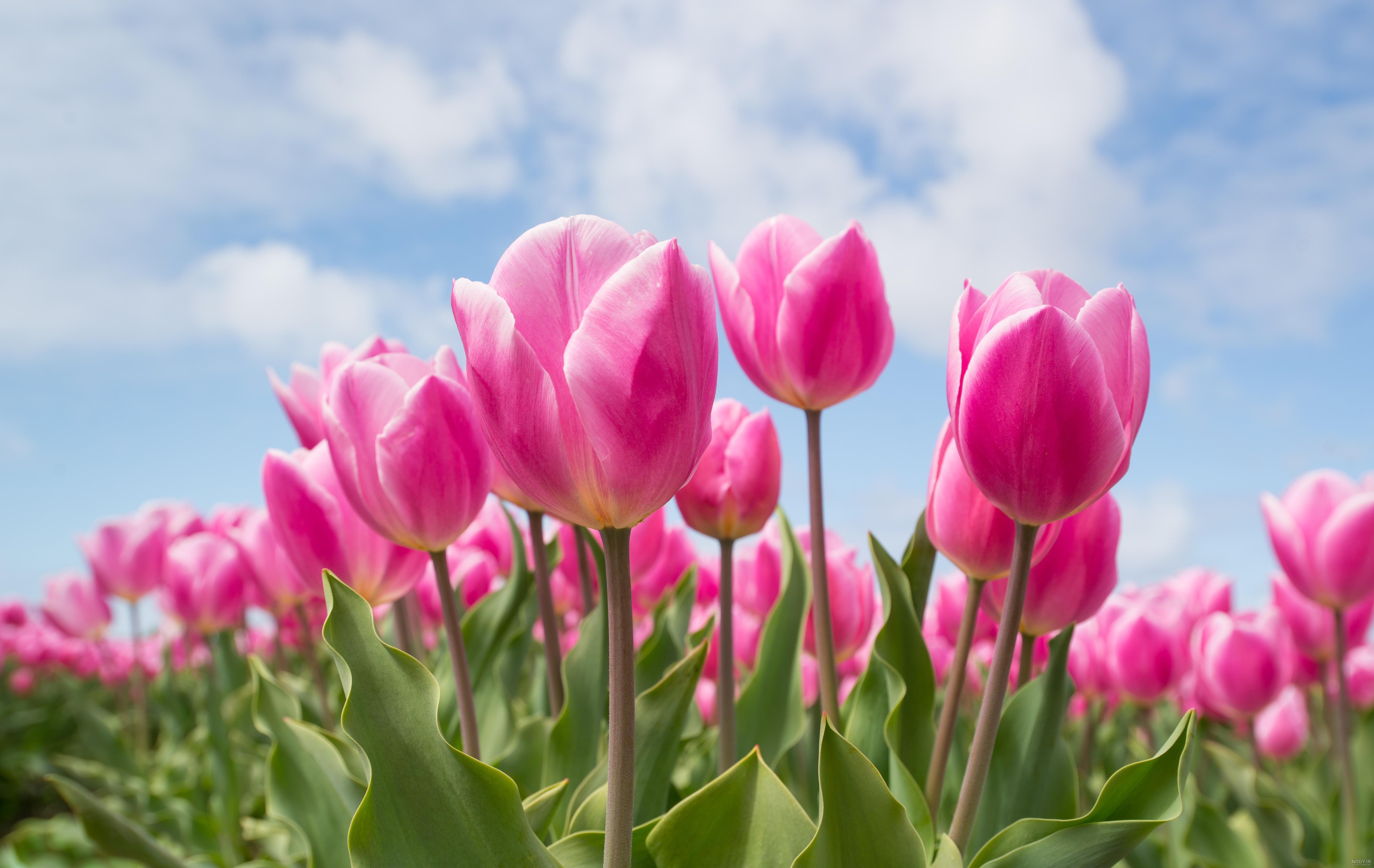 عکس گل نوشته دار