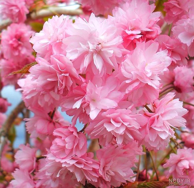 عکس گل نوشته دار