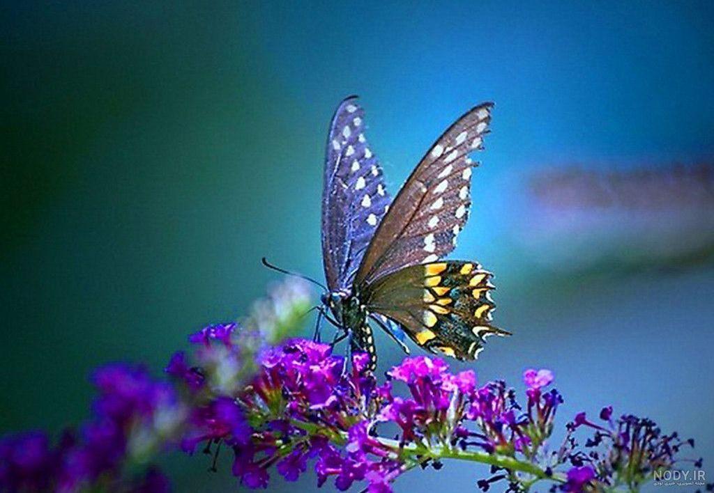 عکس گل و پروانه زیبا برای پروفایل