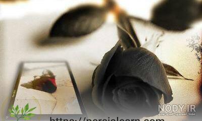 قیمت رز سیاه قیمت رز سیاه