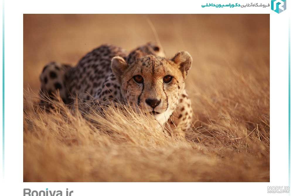 نقاشی پلنگ مازندران