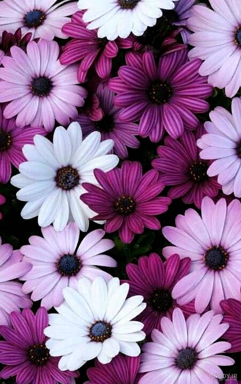 پس زمینه گل رز