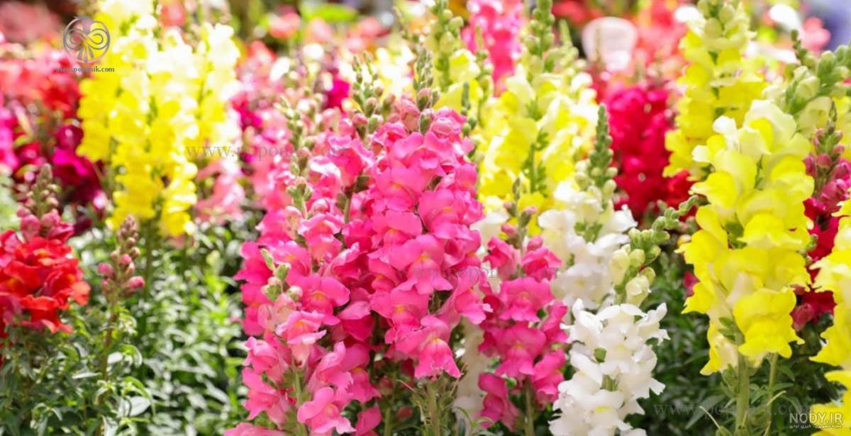 گل میمون بنفش