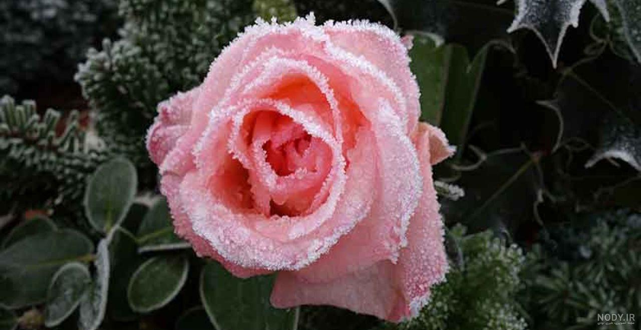 گل میمون سفید