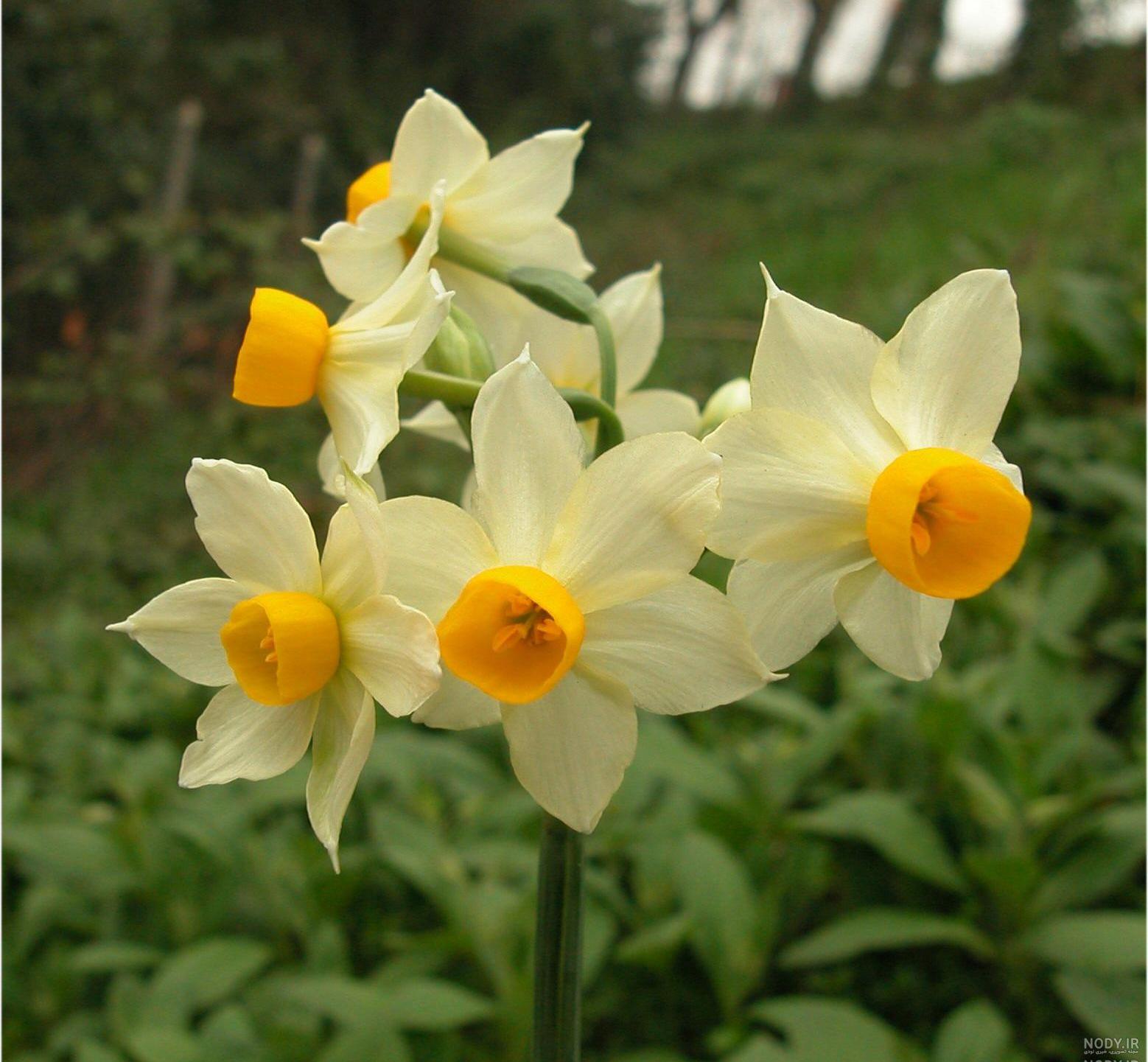  عکس گل نرگس در باران برای پروفایل