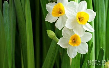  عکس گل نرگس در باران برای پروفایل