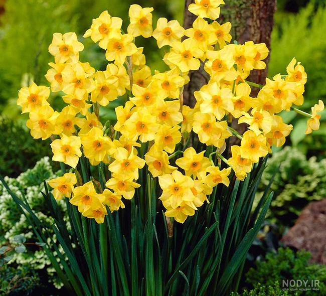  عکس گل نرگس در باران برای پروفایل