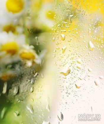 عکس گل نرگس در باران برای پروفایل