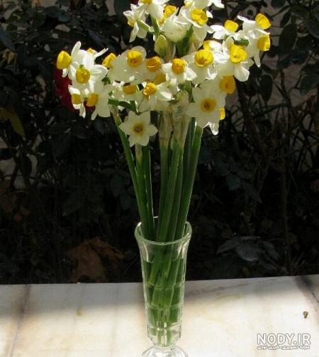  عکس گل نرگس در باران برای پروفایل