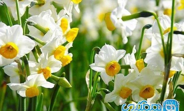  عکس گل نرگس در باران برای پروفایل