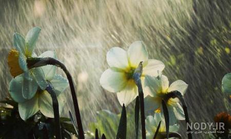  عکس گل نرگس در باران برای پروفایل