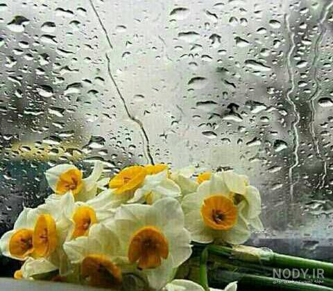  عکس گل نرگس در باران برای پروفایل