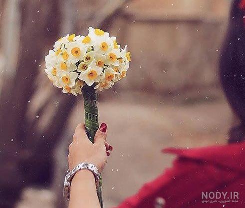  عکس گل نرگس در باران برای پروفایل