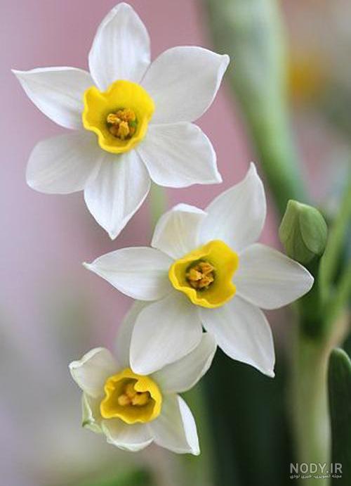  عکس گل نرگس در باران برای پروفایل