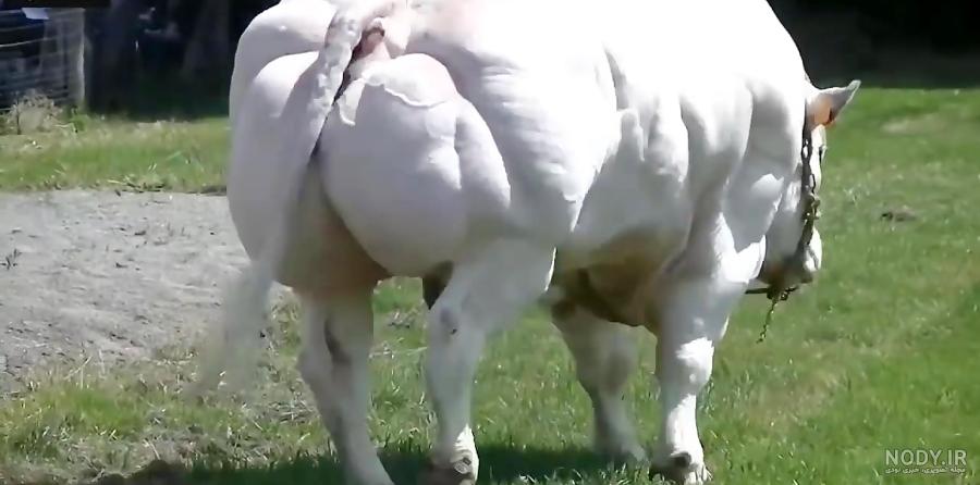 اسم گاو اسم گاو