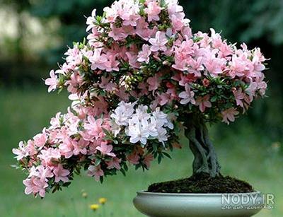 انواع گلهای اپارتمانی و روش نگهداری انها انواع گلهای اپارتمانی و روش نگهداری انها