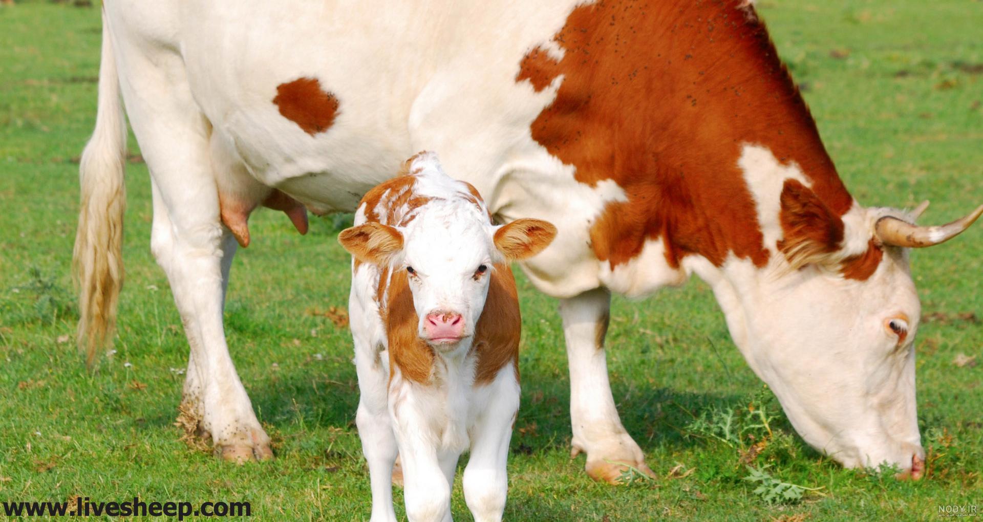 به بچه ی اسب چه می گویند به بچه ی اسب چه می گویند