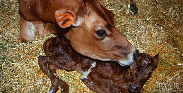 به بچه ی گاو چه می گویند به بچه ی گاو چه می گویند