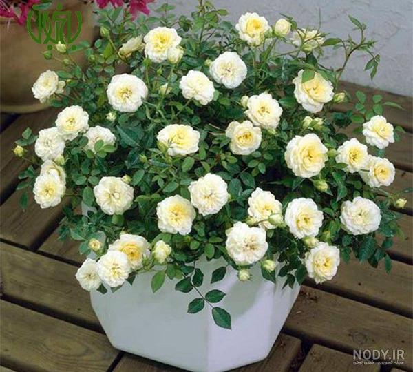 تکثیر گل ساناز