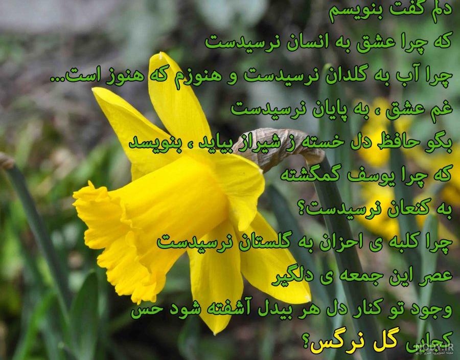 شعر گل نرگس سهراب سپهری شعر گل نرگس سهراب سپهری