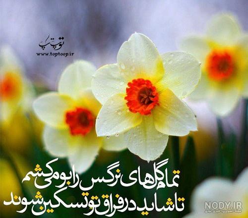 شعر گل نرگس سهراب سپهری شعر گل نرگس سهراب سپهری