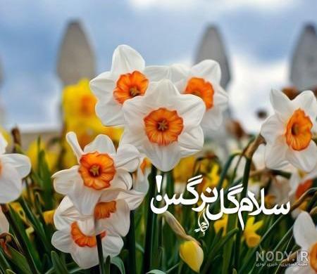 شعر گل نرگس فروغ فرخزاد شعر گل نرگس فروغ فرخزاد