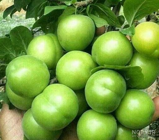 طرز تهیه لواشک شلیل و گوجه سبز