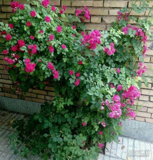 علت خشک شدن رز ساناز