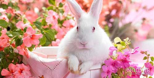 عکس خرگوش بامزه عکس خرگوش بامزه