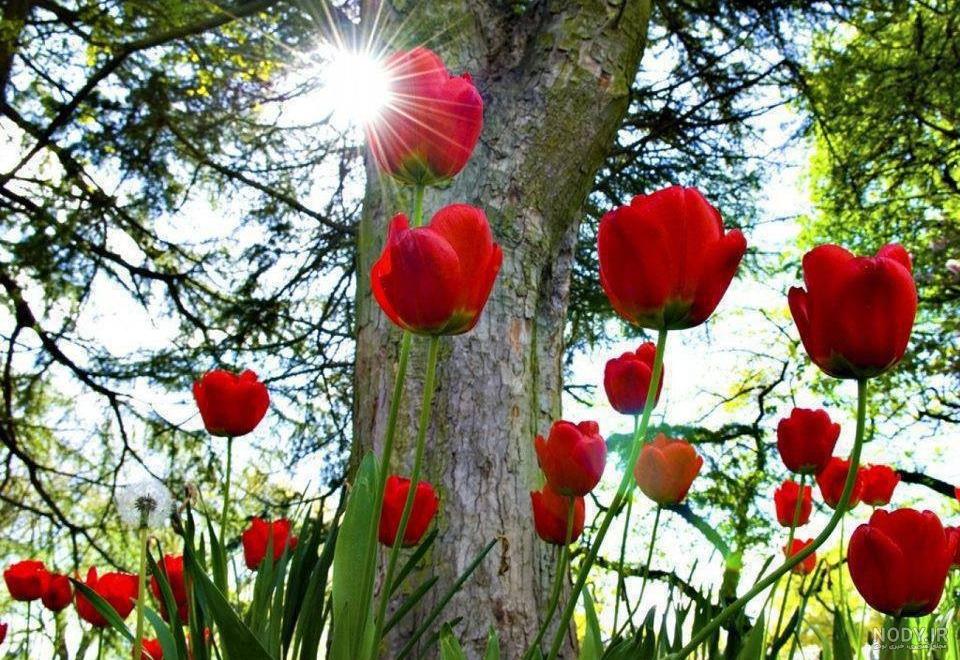 عکس دسته گل رز زیبا عکس دسته گل رز زیبا