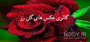 عکس گل رز صورتی زیبا عکس گل رز صورتی زیبا