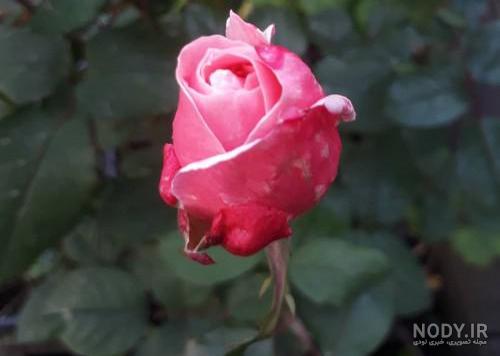 عکس گل رز قرمز و آبی عکس گل رز قرمز و آبی