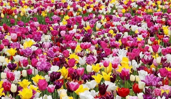 عکس گل لاله آبی عکس گل لاله آبی