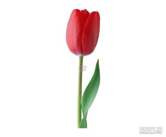 عکس گل لاله تک عکس گل لاله تک
