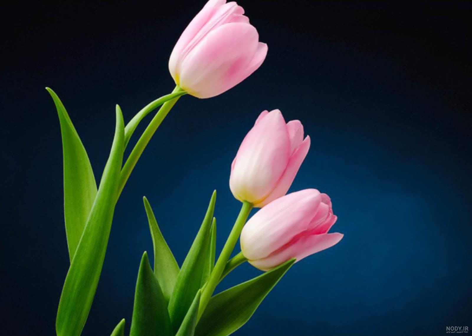 عکس گل لاله زرد عکس گل لاله زرد