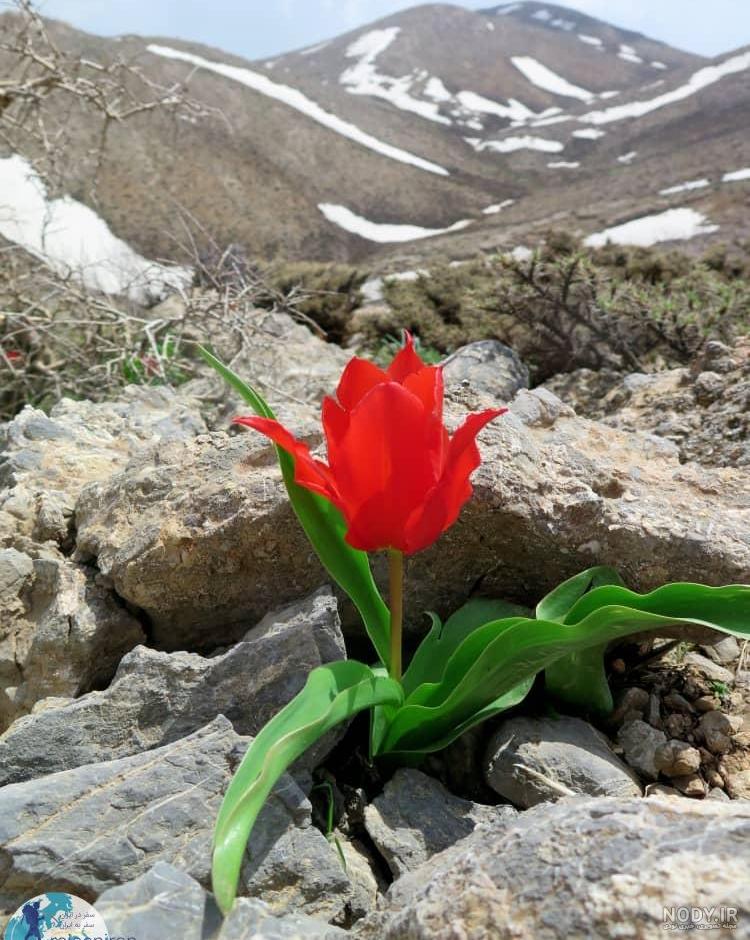 عکس گل لاله شهیدان عکس گل لاله شهیدان