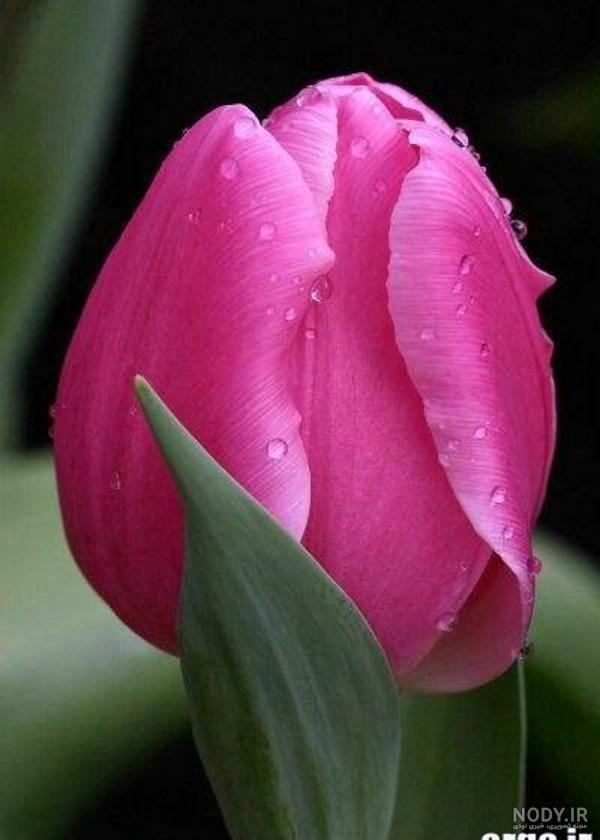 عکس گلهای لاله رنگارنگ عکس گلهای لاله رنگارنگ