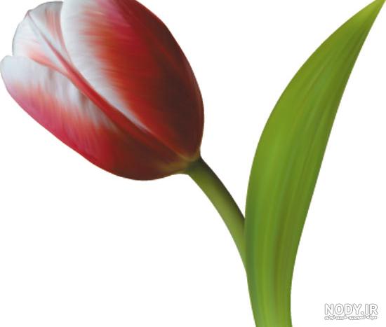 عکس گلهای لاله رنگارنگ عکس گلهای لاله رنگارنگ