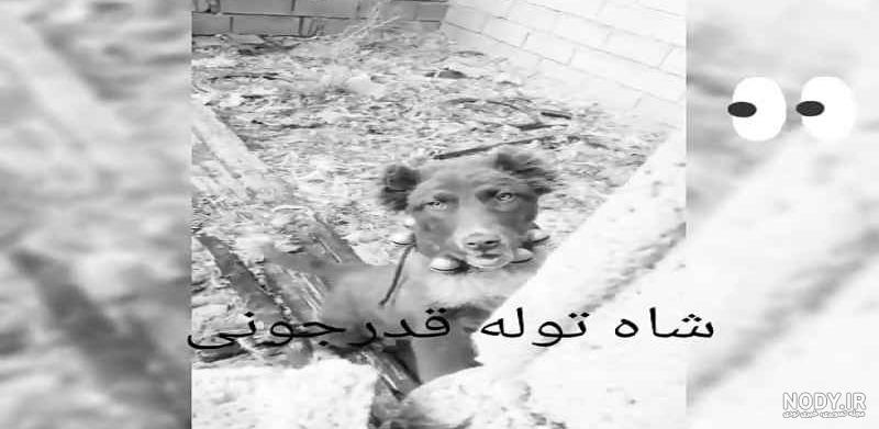 قیمت سگ ژرمن شپرد مو کوتاه