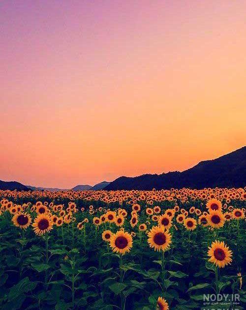 متن برای عکس خودم در طبیعت