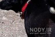 نژاد سگ پلیس